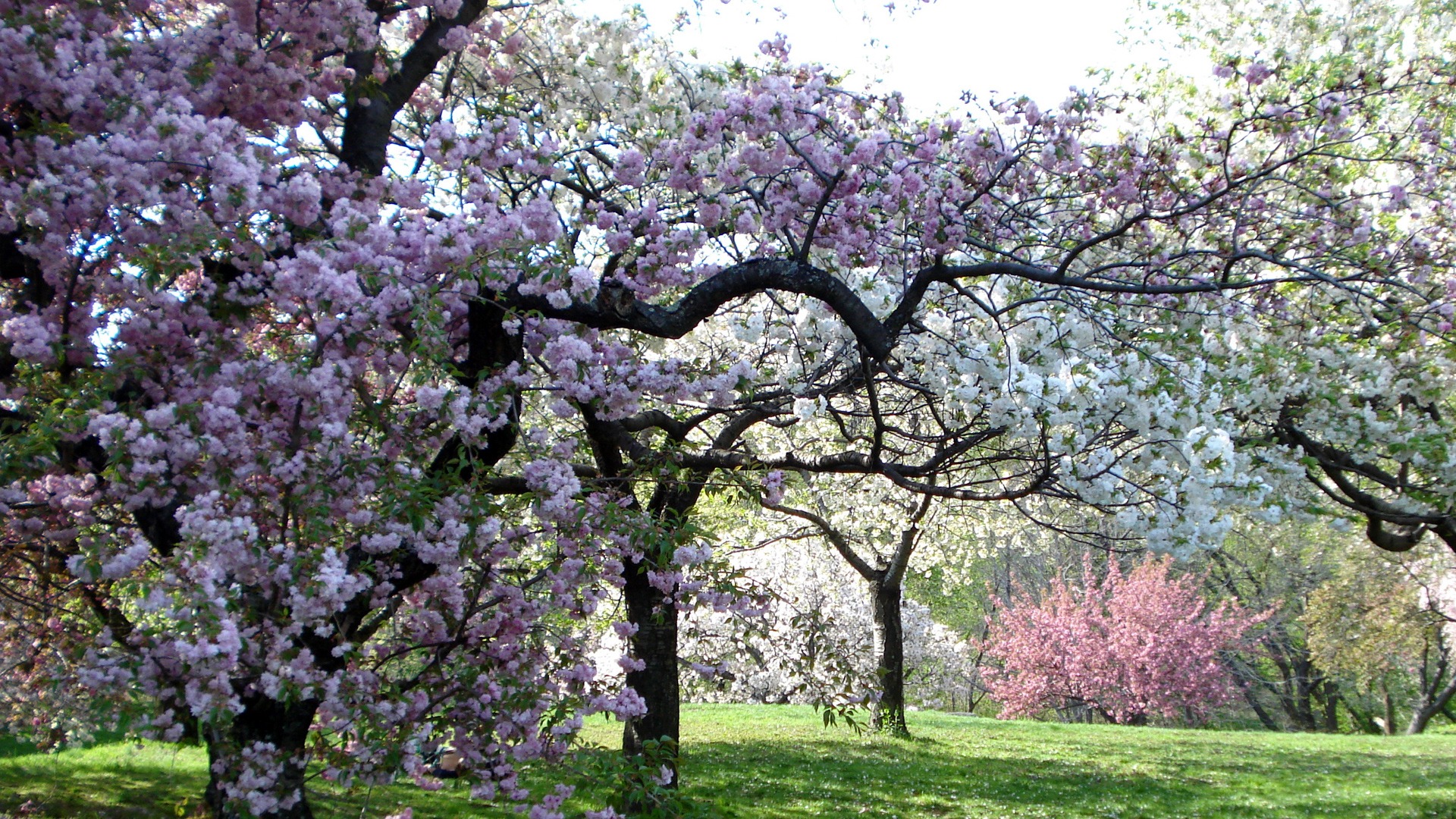 2011年欧美高清晰植物园-春天气息摄影图片