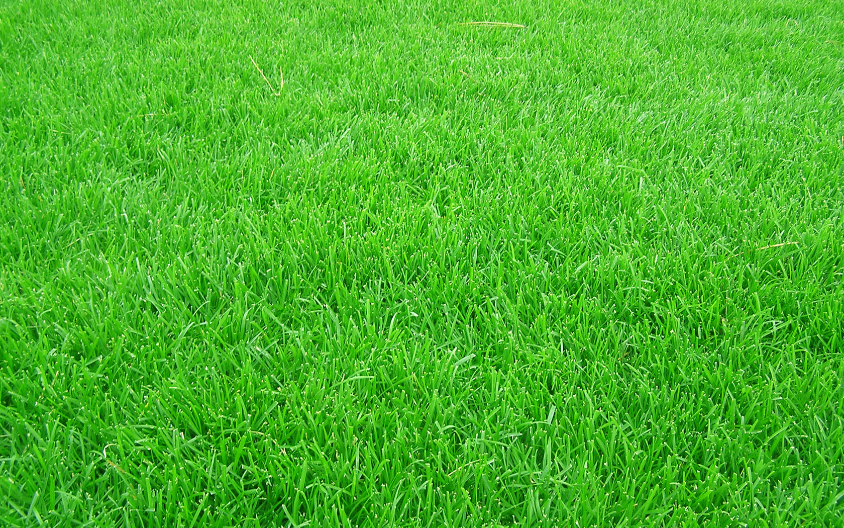 分享高清晰绿茵茵足球场草地草坪桌面壁纸