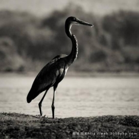 非洲草原Fred Relaix震撼大自然野生动物夏日午后黑白摄影