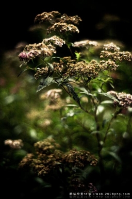 欧美公园植物艺术微距摄影