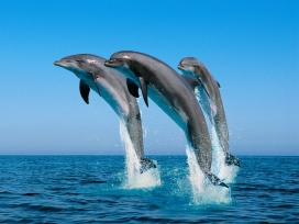 国外超逼真海洋野生动物鲸鱼壁纸