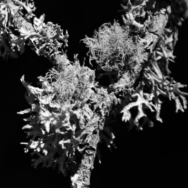 欧美filigrana珊瑚礁黑白摄影