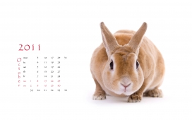 2011年生肖兔年主题日历挂历欣赏