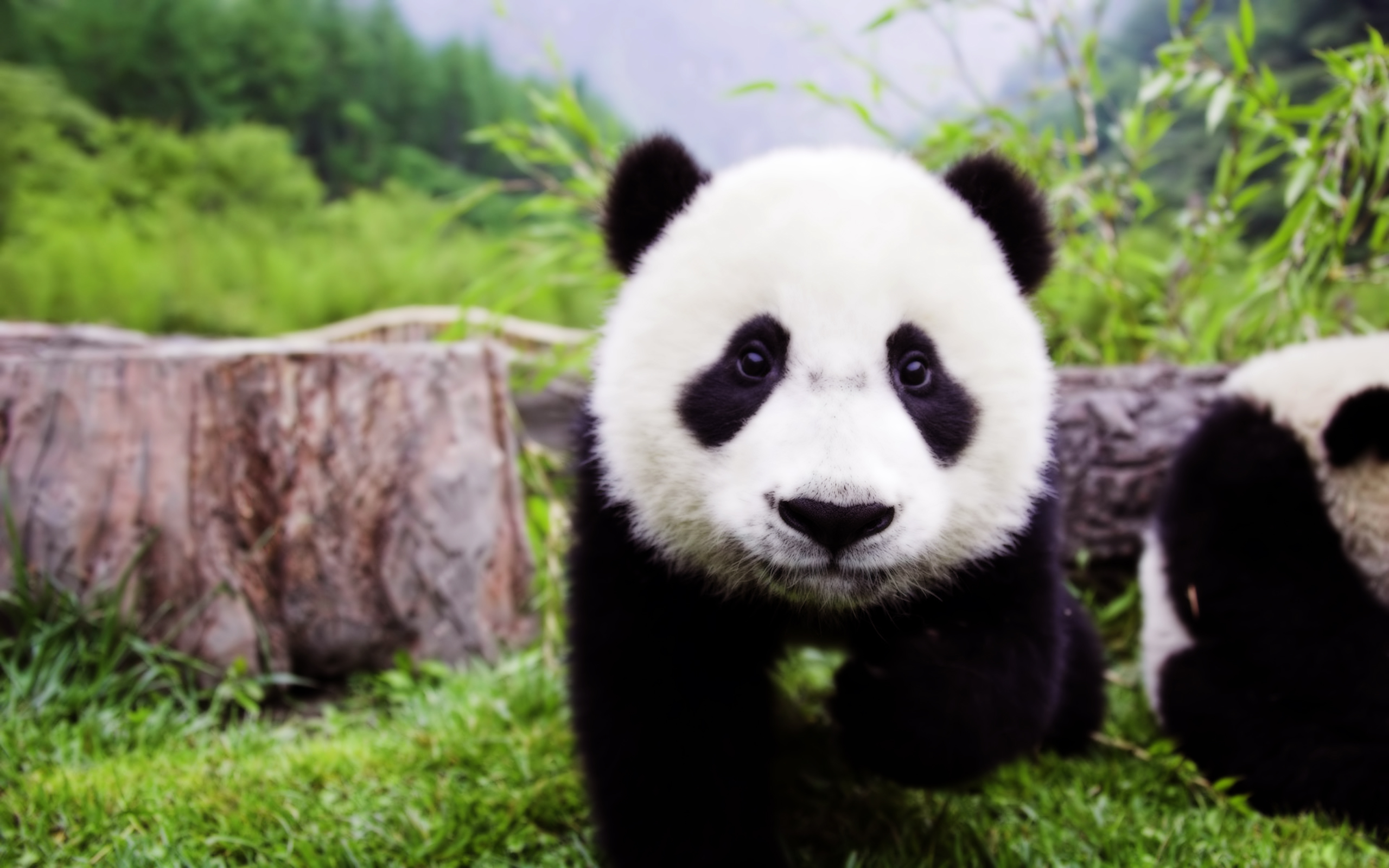 :高清晰国宝动物-熊猫壁纸:当前为类型:欧莱凯