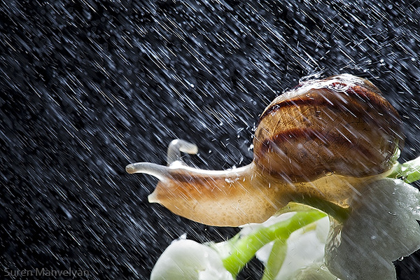 Weather survivors雨中漫步的蜗牛