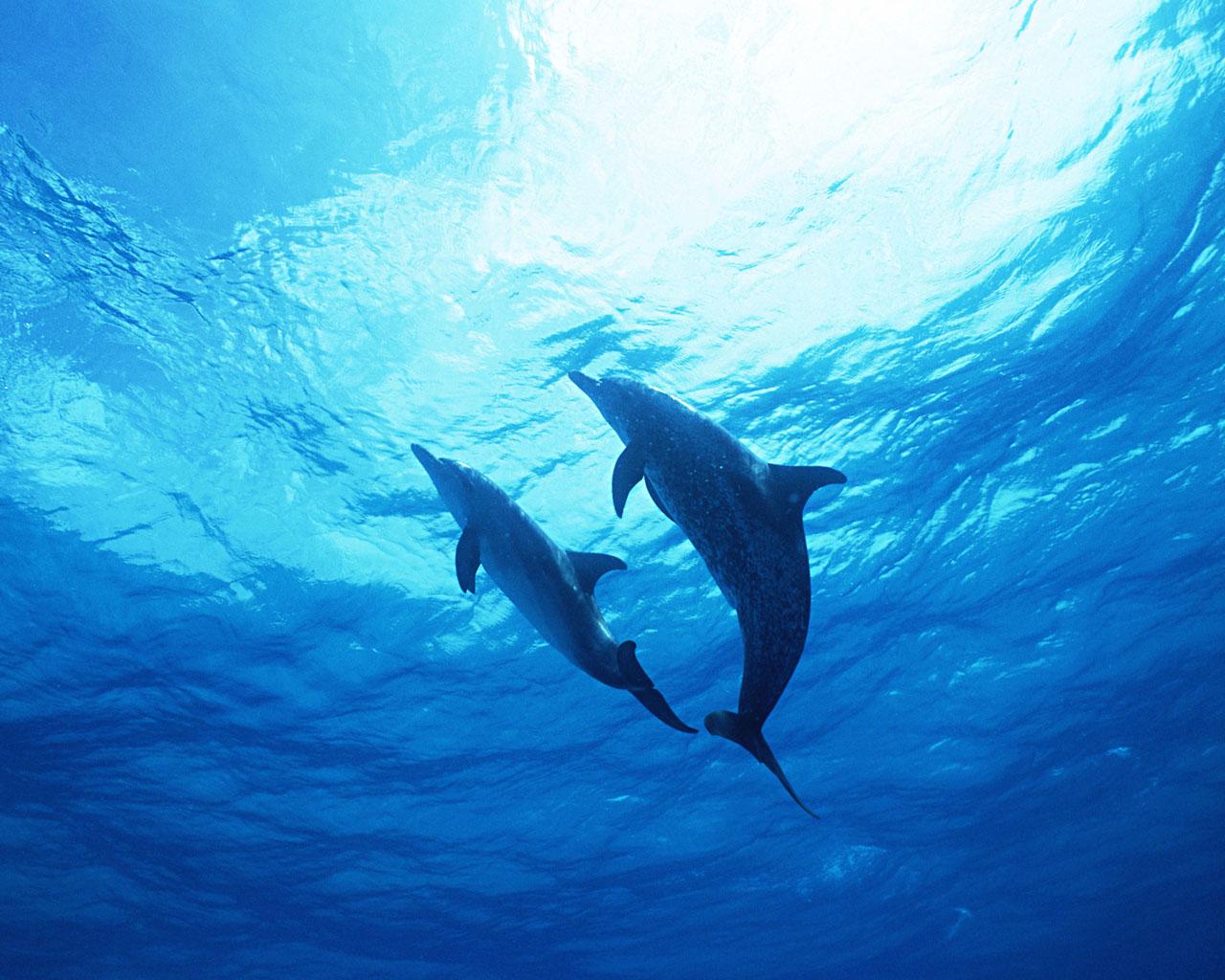 〓 高清晰蓝色漂亮海洋动物摄影壁纸-可爱的海豚::当前为类型:::欧莱凯图库素材酷图