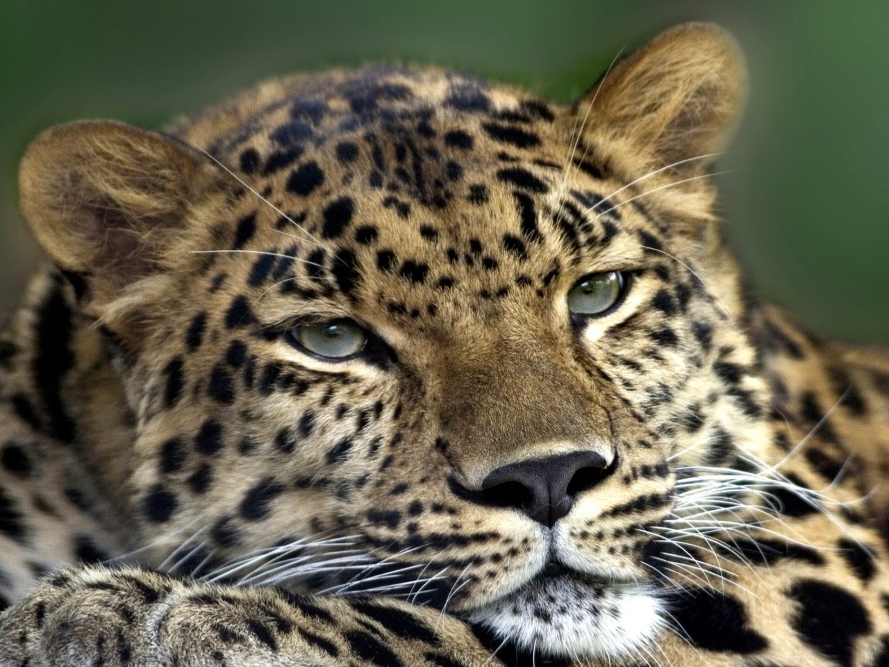 :高清晰野生动物摄影-非洲豹:当前为类型:欧莱