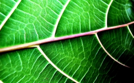 欧美高清晰植物绿叶摄影图片