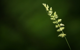 高清晰微距植物花草摄影图