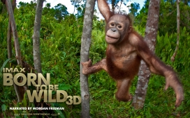 2011美国野生动物纪录片《天生狂野Born to Be Wild》电影宣传高清晰剧照海报