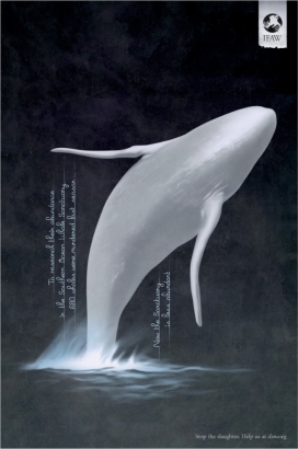 Anti Whaling南大洋鲸鱼保护区平面广告
