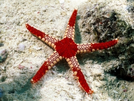 高清晰海洋生物摄影-海星