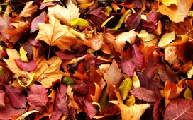 高清晰枫叶子摄影壁纸-枯叶