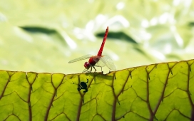 高清晰昆虫摄影-蜻蜓