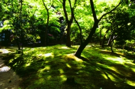 日本高清晰绿色树林摄影