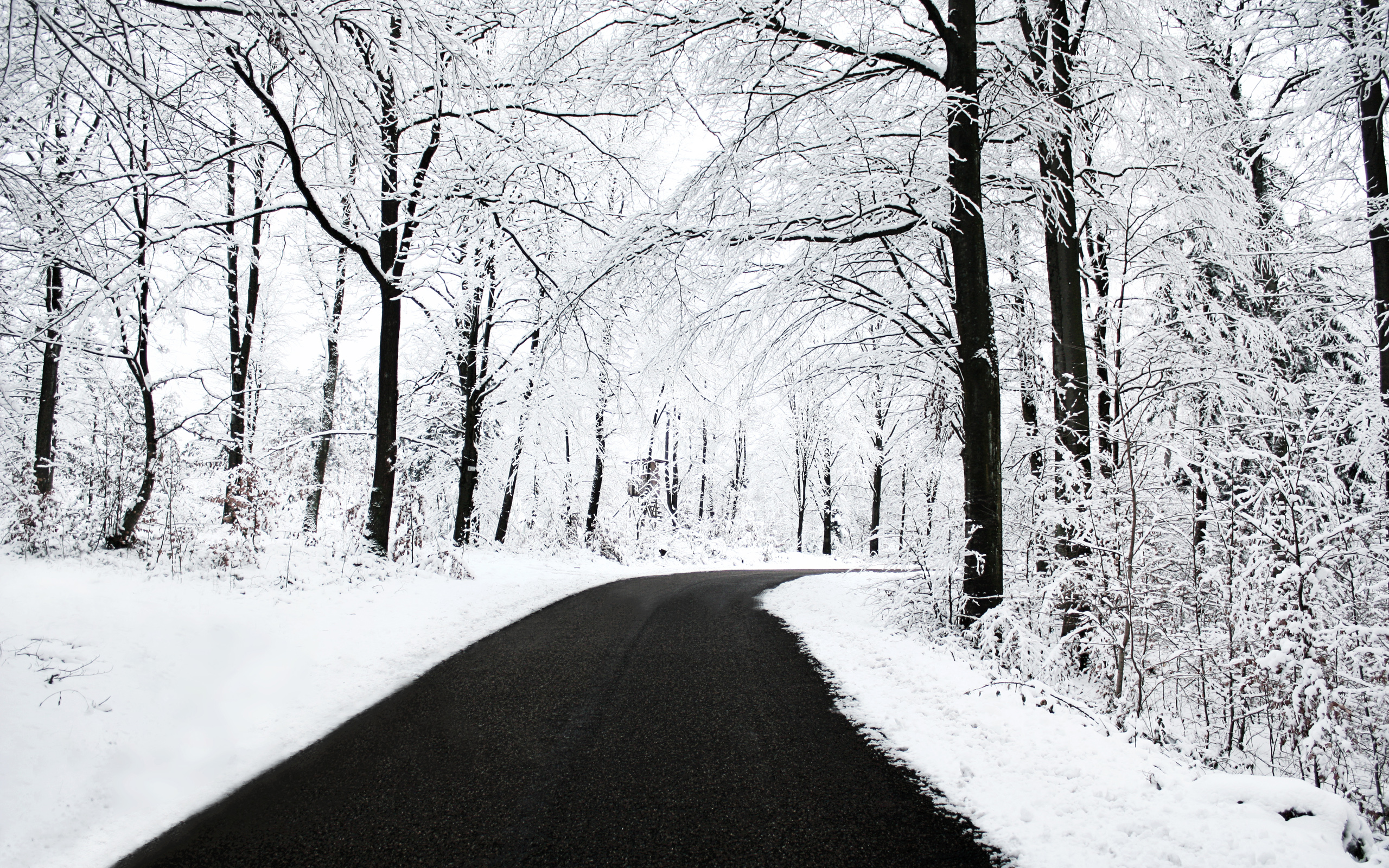冬雪景!高清晰雪景色-树林树木壁纸