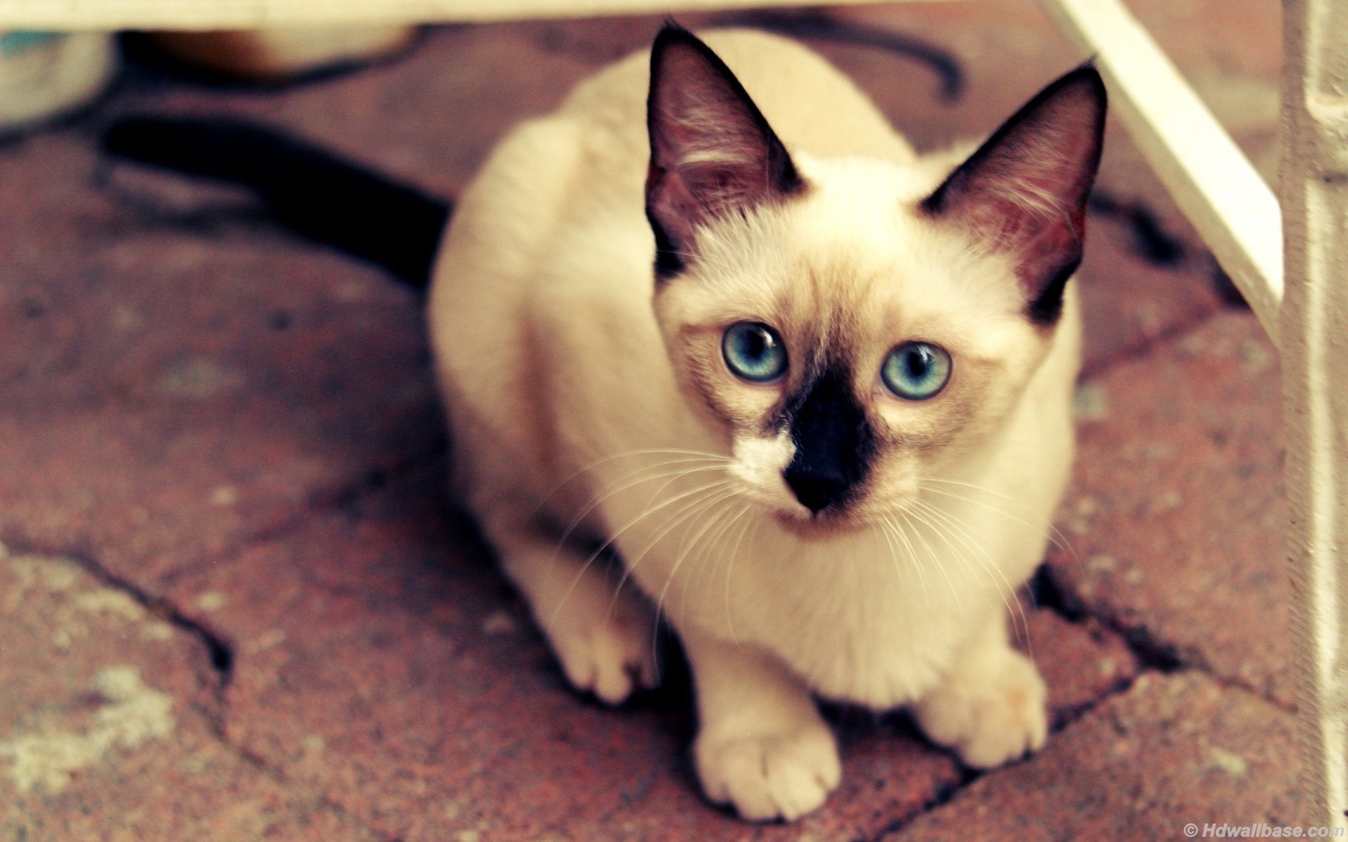 高清晰蓝眼睛的暹罗猫宠物壁纸