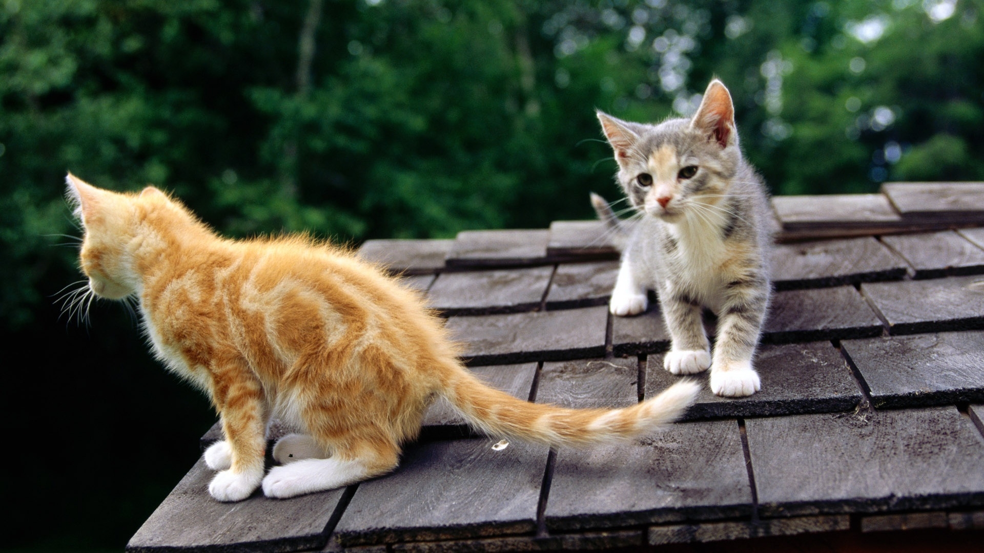 屋顶上的红色和灰色小猫壁纸
