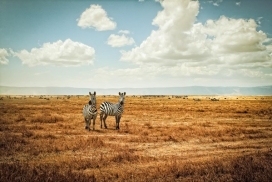 非洲草原纪实摄影作品