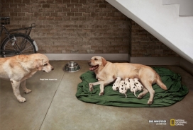 国家地理杂志平面广告-宠物的家