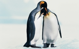 企鹅的爱-高清晰企鹅动物壁纸