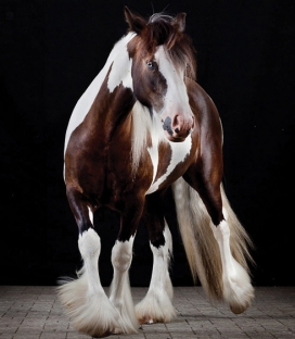 马的写照Equine Portraiture 作品