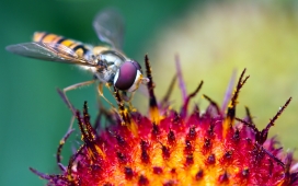高清晰红头昆虫蜜蜂摄影