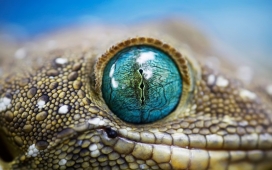 高清晰鳄鱼动物眼睛