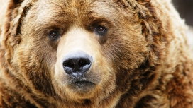 熊-高清晰猛兽动物壁纸