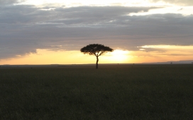 非洲草原上的绿树