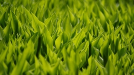 高清晰绿色草植物壁纸