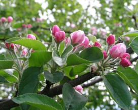 高清晰开花的苹果树壁纸