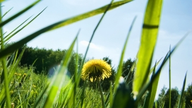杂草丛生-高清晰蒲公英与向日葵绿色草植物壁纸