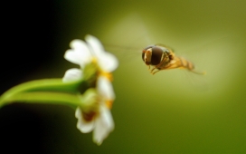 高清晰花和蜜蜂微距摄影壁纸