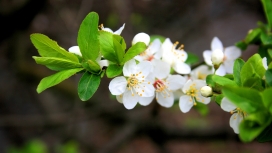 高清晰春天盛开的白色桃花壁纸
