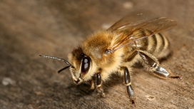 高清晰蜜蜂微距摄影