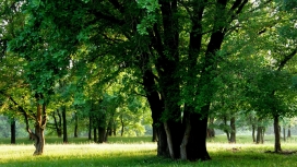 枝繁叶茂-高清晰自然大树景色壁纸