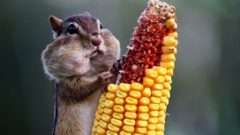 高清动物花栗鼠偷吃玉米壁纸