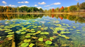 HD高清天然湿地绿色植物公园湖泊壁纸