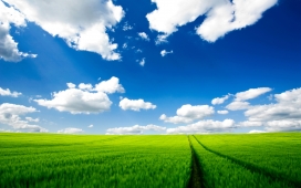 大自然的美-高清晰HD绿色农田稻草类与蓝天白云壁纸