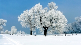 穿了雪衣的大树-高清晰冬天里的两棵树壁纸