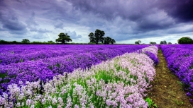 春天紫色白色花卉高清摄影