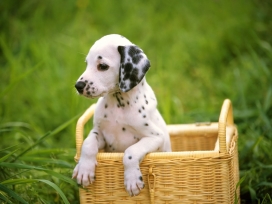 篮子里面的斑点宠物狗