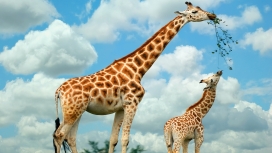 快乐的长颈鹿家族-鹿妈妈与宝宝