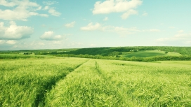 夏季的领域-绿油油的小麦田