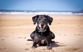 沙滩快乐的黑狗狗壁纸