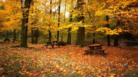 高清晰秋天枫林叶自然壁纸