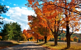 秋季的枫林小道自然美景