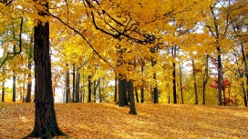 美丽的秋天枫树林落叶景观