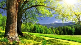 阳光下的群山-高清晰绿色大树美景壁纸